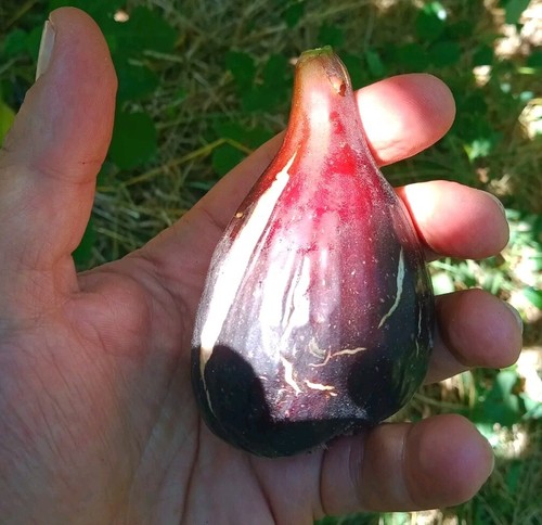 Talea fico moro bolgheri - moro, di